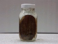 藏品(日本鬚鰨)的圖片